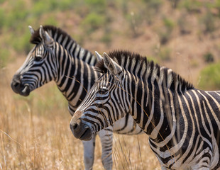 Zebra's in tall grass
