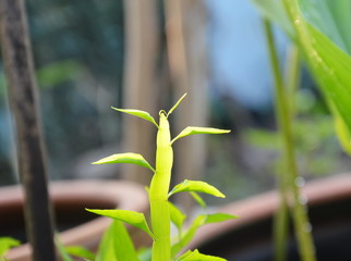 centipede plant in garden on the morning
