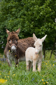 Donkey mare with white foal - albino