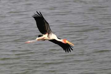 Painted Stork in flight