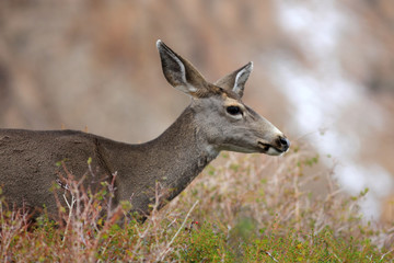Naklejka na ściany i meble Close up shot of deer in Mountains