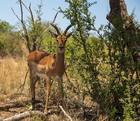 Naklejka na ściany i meble Impala buck at Pilanesberg National Park