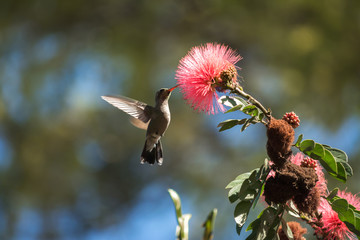 un colibrí en vuelo llega a la flor roja.