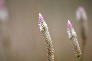 Fototapeta premium Close up shot of wild flowers in India