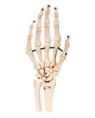 Hand skeleton, white background