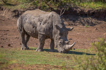 Fototapeta premium White Rhinoceros