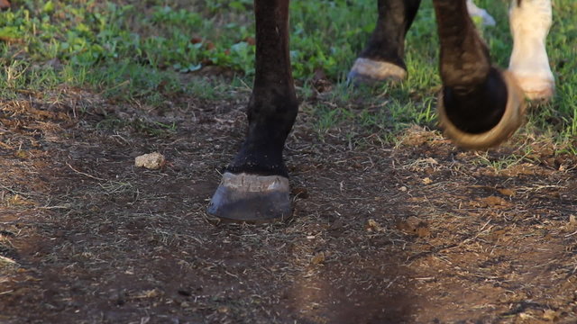 Horse Leg Digging Dirt HD