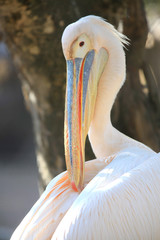 Close up shot of Great white Pelican