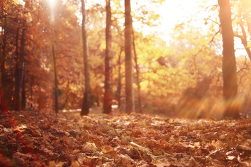 landscape background in sunny autumn park