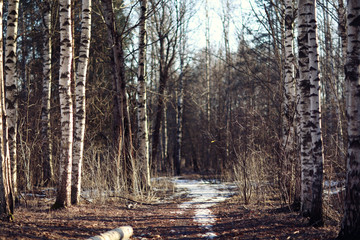 early spring landscape of the snow in the forest