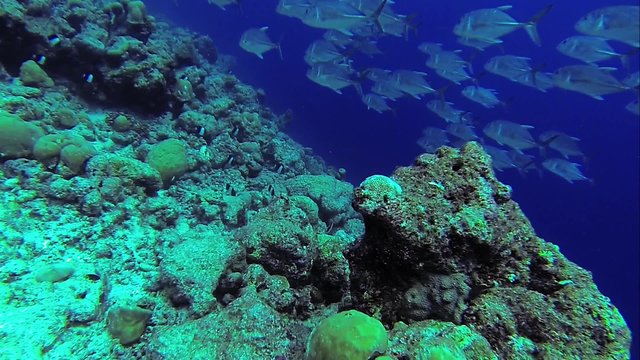 school of huge jackfish