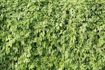 jiaogulan (gynostemma pentaphyllum) background  