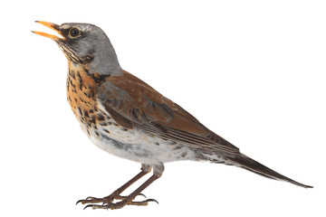 portrait thrush