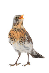 portrait thrush