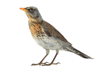 portrait thrush