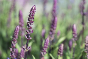 Obraz premium salvia in the garden
