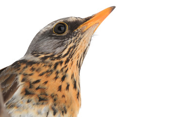 portrait thrush