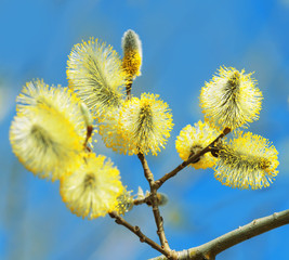 Branch of blossoming willow with catkins closeup