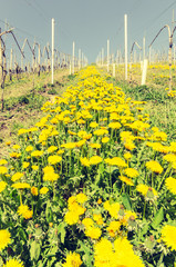Obraz premium Frühling 7