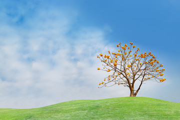Fototapeta na wymiar Yellow flower tree on green hill