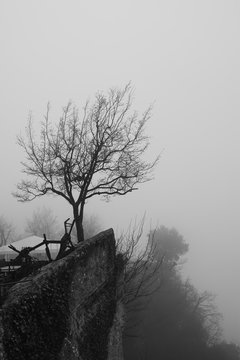 Fototapeta Lone tree on top of a mountain.