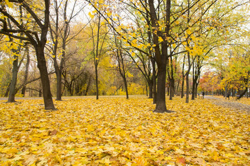 Yellow leaves of autumn park