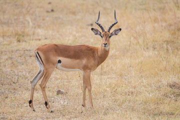 Naklejka na ściany i meble Impala, Kruger Park, South Africa