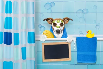 Crédence de cuisine en verre imprimé Chien fou dog in shower