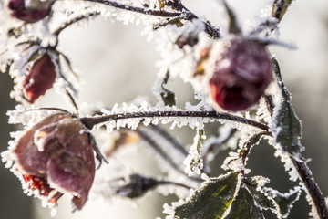 Rote Rose bedeckt mit Frost
