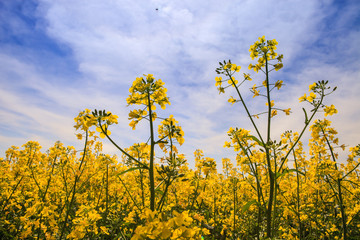 Obraz premium closeup beautiful yellow rapeseed flowers on field in blossom