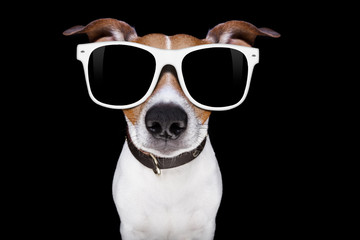 Fototapeta na wymiar cool sunglasses dog