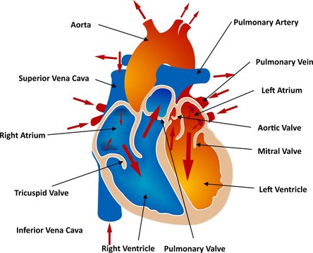 Vessels and Blood Circulation