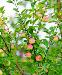 A branch with red apples