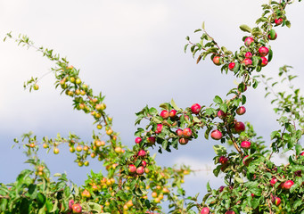 A branch with red apples