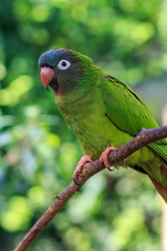 The blue-crowned parakeet, blue-crowned conure, or sharp-tailed conure (Thectocercus acuticaudatus) in natural surroundings