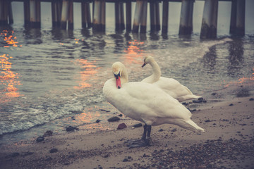 Swan on the beach in Gdynia Orlowo