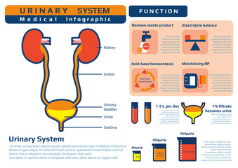 medical infographic of urinary system and function, vector illustration.