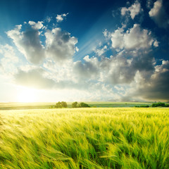 Fototapeta premium green agriculture field and sunset over it