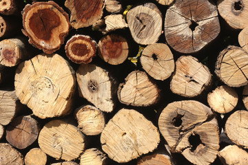 natural wooden logs background, top view