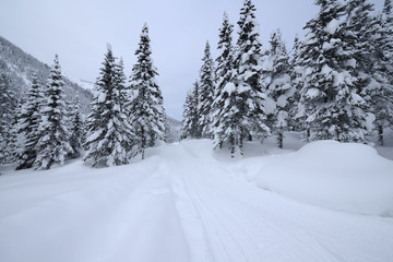 road in winter forest