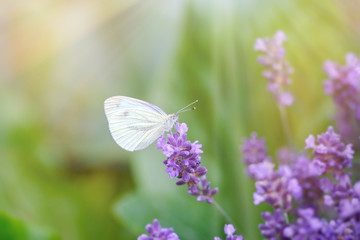 White butterfly on lavender flower