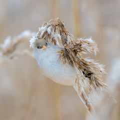 Bearded reedling