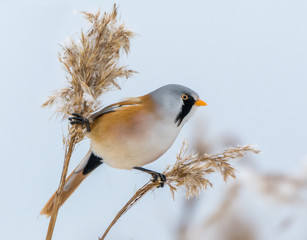 Bearded reedling