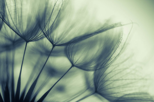 Fototapeta dandelion seed