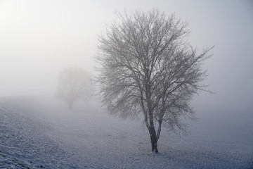 Fototapeta na wymiar Winterlandchaft mit Bäumen im Nebel