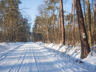 Spacer w lesie w piękny pogodny zimowy mroźny dzień