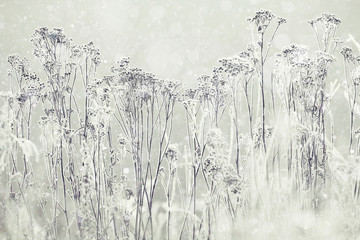 black white winter frost nature background
