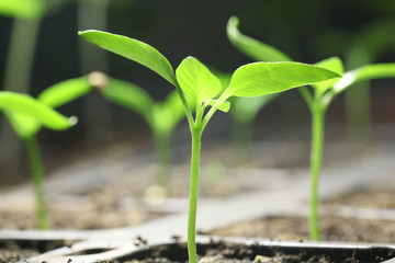 green seedling sprouts