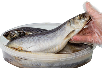 Atlantic herring in the hand