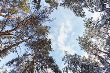 Pine tops at winter